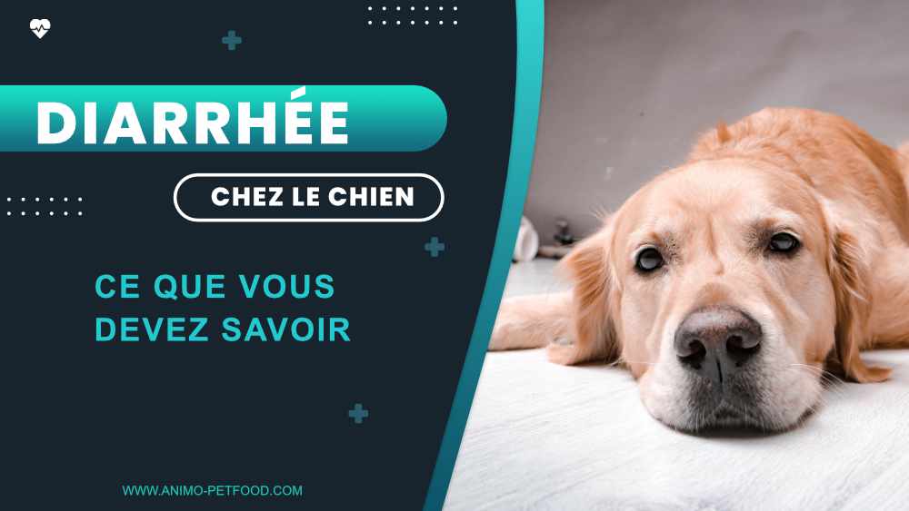 diarrhee-chez-le-chien